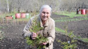 А теперь отдала в «Сад Памяти» каштаны и туи «Волжские…